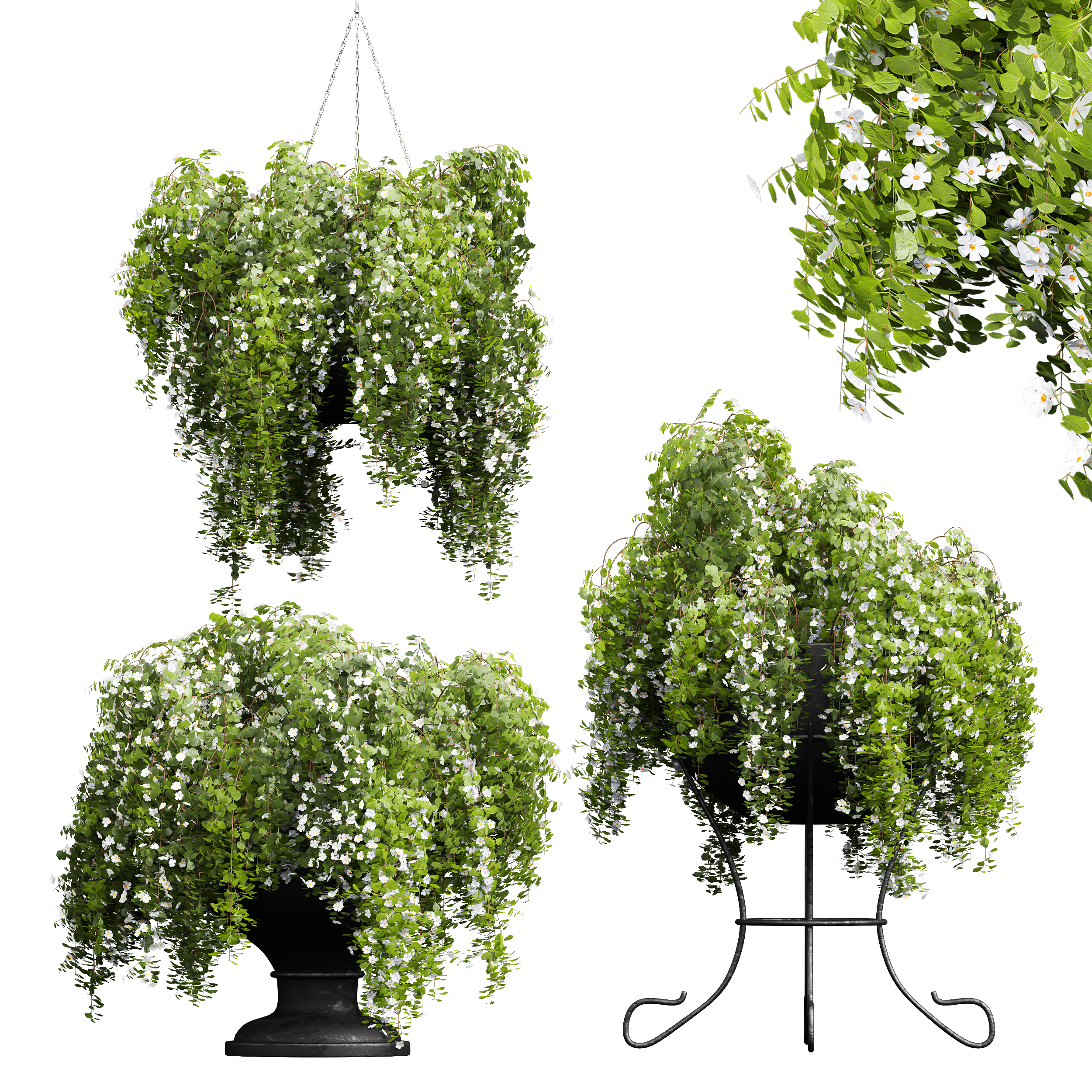 New Plant Bacopa Diffusa Sutera Pot